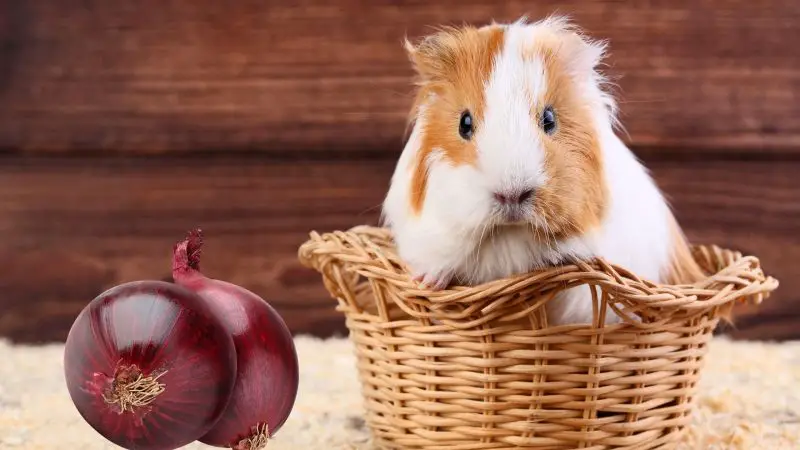 Risks to Consider When Feeding Onions to Guinea Pigs