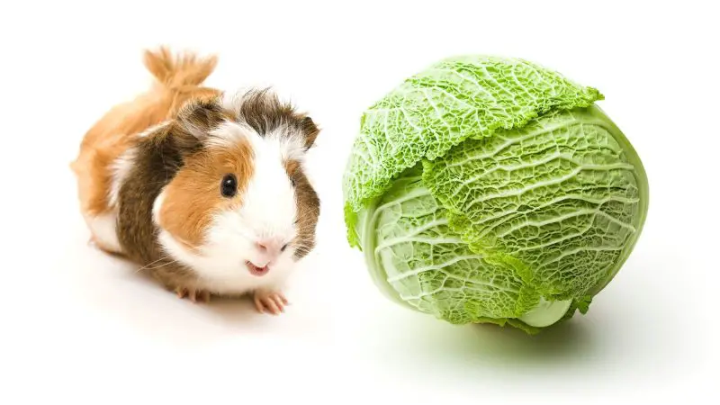 Risks to Consider When Feeding Savoy Cabbage to Guinea Pigs