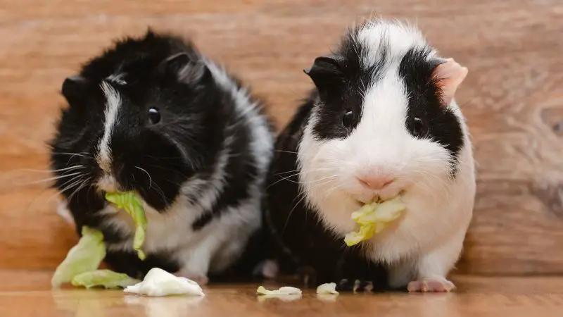 Risks to Consider When Feeding White Cabbage to Guinea Pigs
