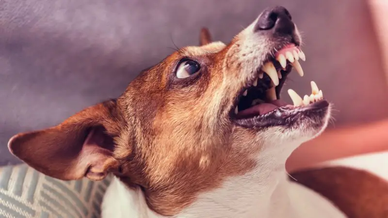 Signs That a Dog Isn’t Comfortable Near Your Guinea Pig