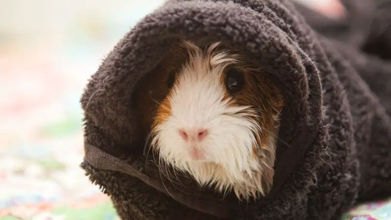 Things to Consider When Bathing Guinea Pigs