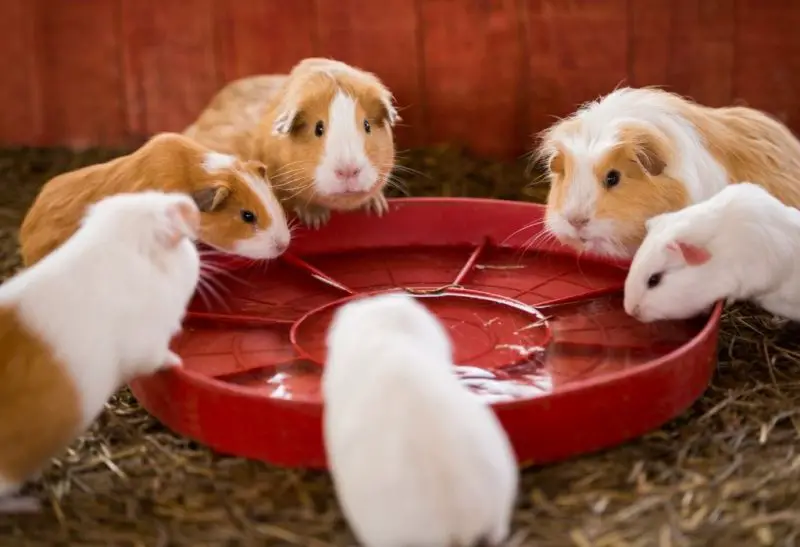 What Do Guinea Pigs Drink Information and Facts