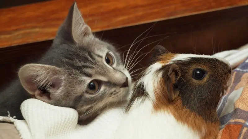 What Is the Best Way to Introduce a Guinea Pig to Your Cat