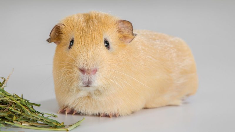 What Should Be the Basic Guinea Pig Diet