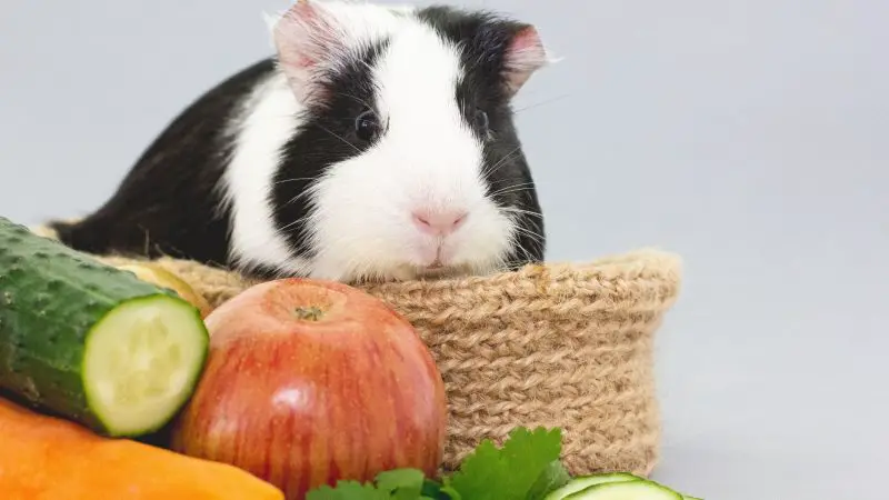 What Should Guinea Pigs Eat