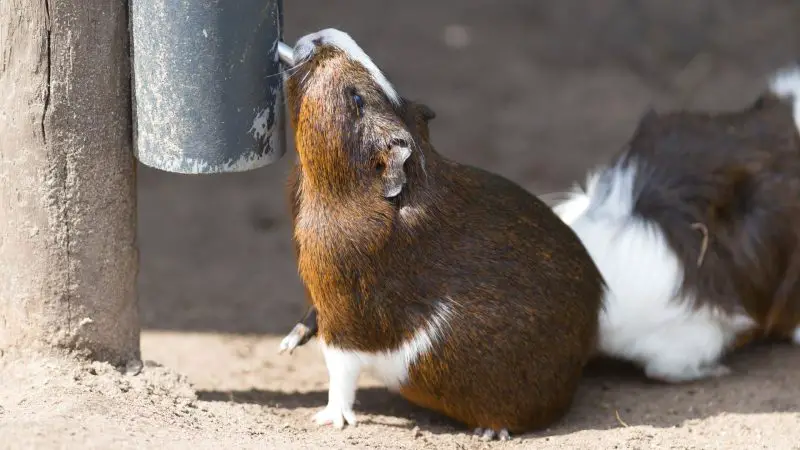 Why Do Guinea Pigs Drink So Much Water