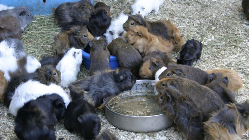 Why Is Water So Important for Guinea Pigs