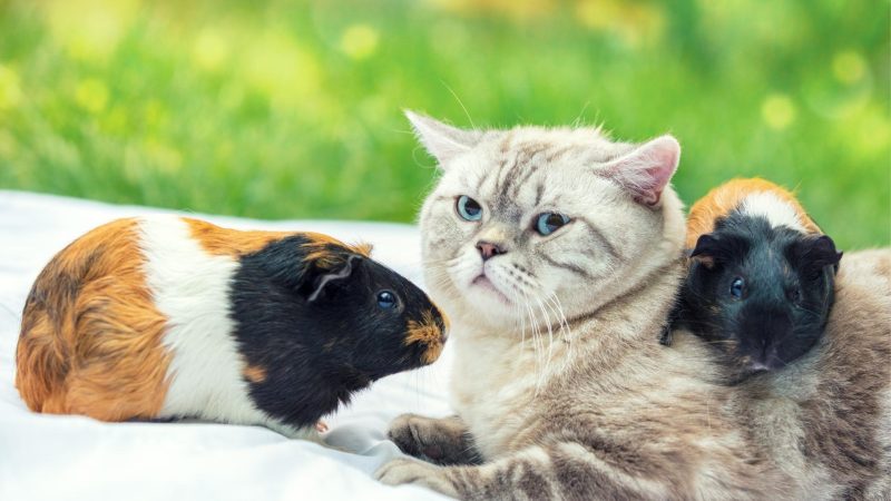 Why Is the Relationship Between Cats and Guinea Pigs Based on the Cat’s Behavior