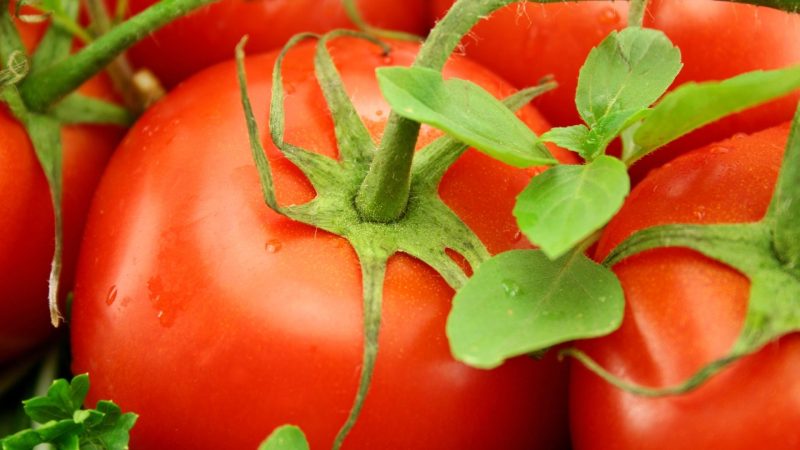 6. Tomato (Green Parts)
