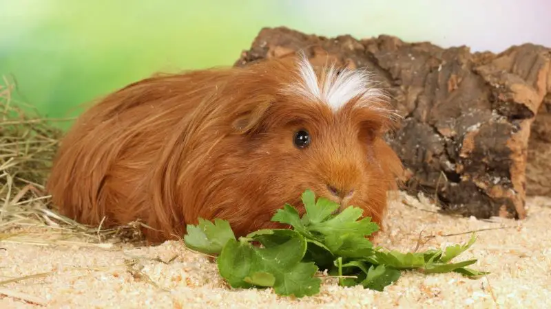 Are Carrot Tops Bad for Guinea Pigs Risks to Consider