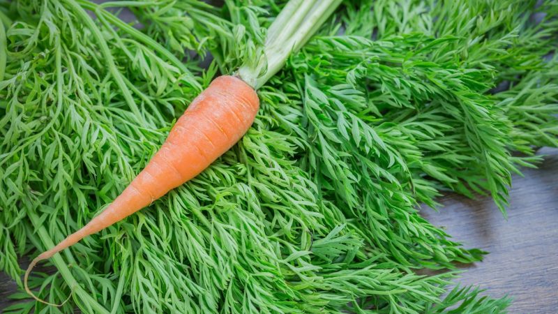 Are Carrot Tops Good for Guinea Pigs Health Benefits