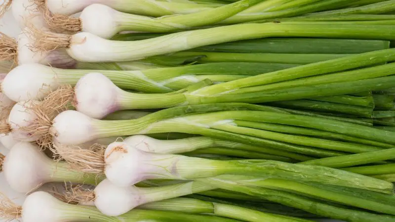 Are Green Onions Good for Guinea Pigs Health Benefits
