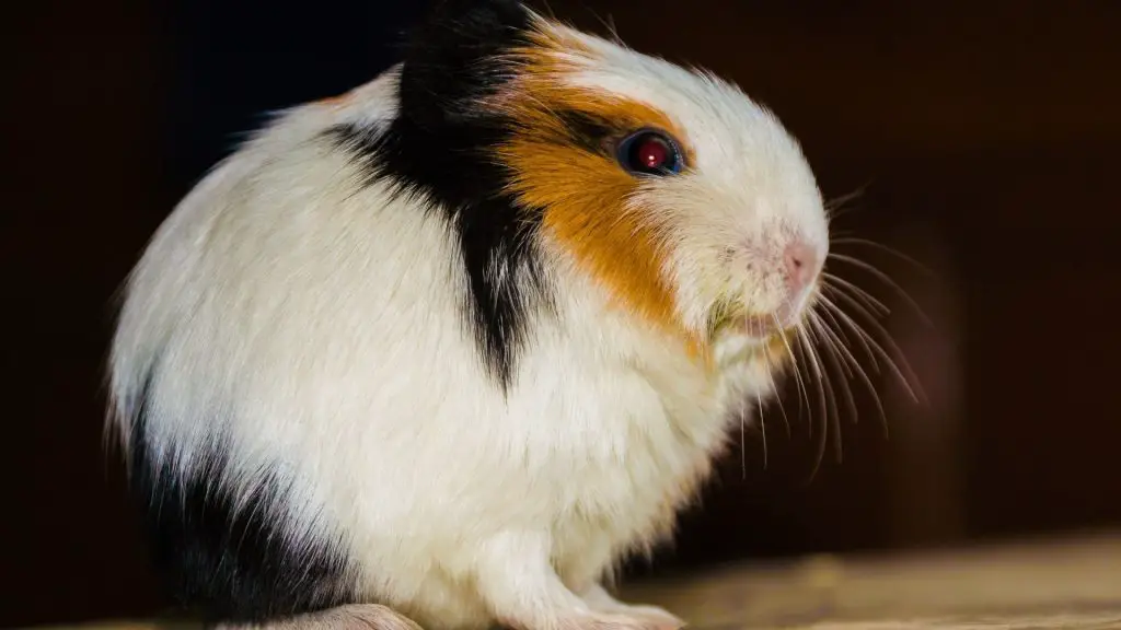 Are Guinea Pigs Nocturnal