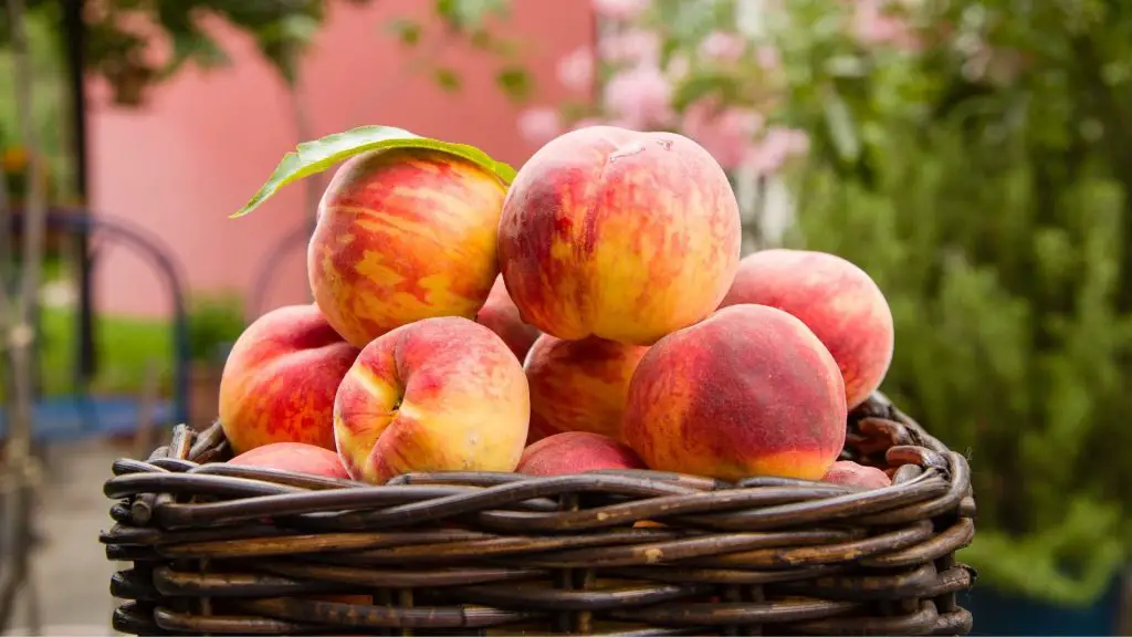 Are Peaches Good for Guinea Pigs Health Benefits