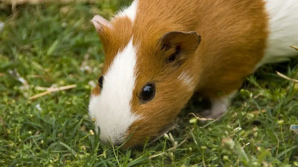 Are Weeds Bad for Guinea Pigs Risks to Consider