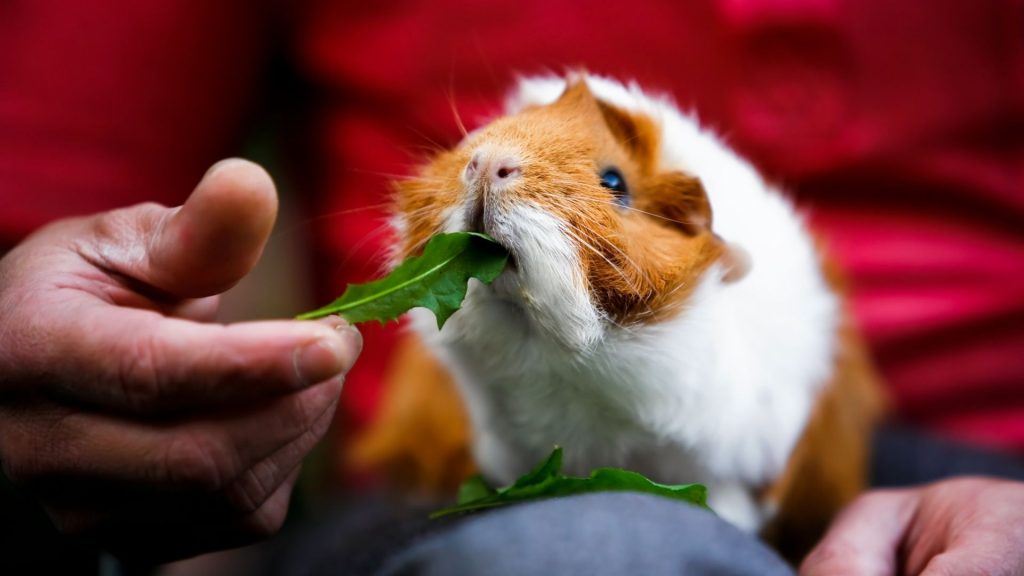 Are Weeds Good for Guinea Pigs Health Benefits