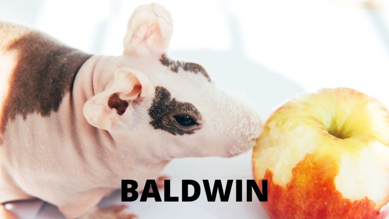 Baldwin Guinea Pig