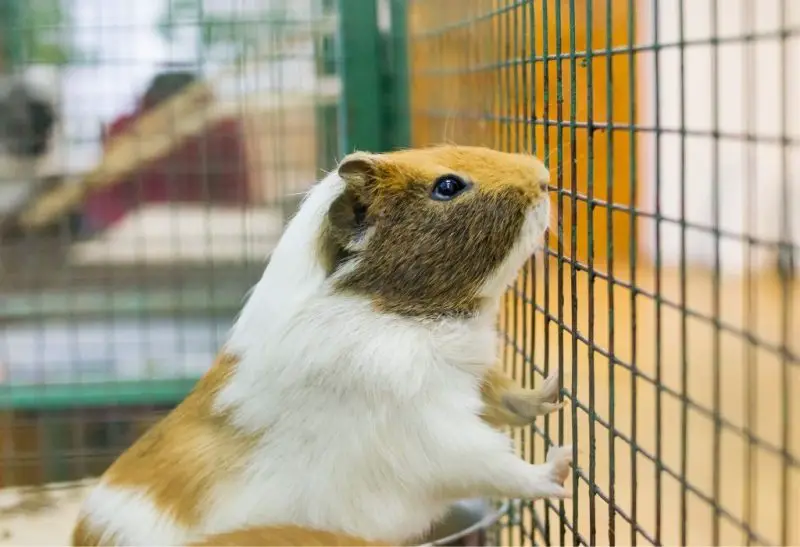 Can Guinea Pigs Climb to Higher Places All You Need to Know