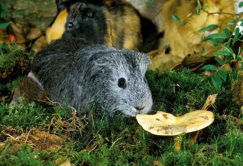 Can Guinea Pigs Eat Mushrooms All You Need to Know