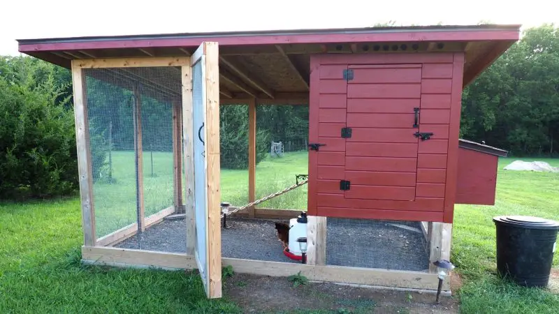 Can Guinea Pigs Live In a Chicken Coop