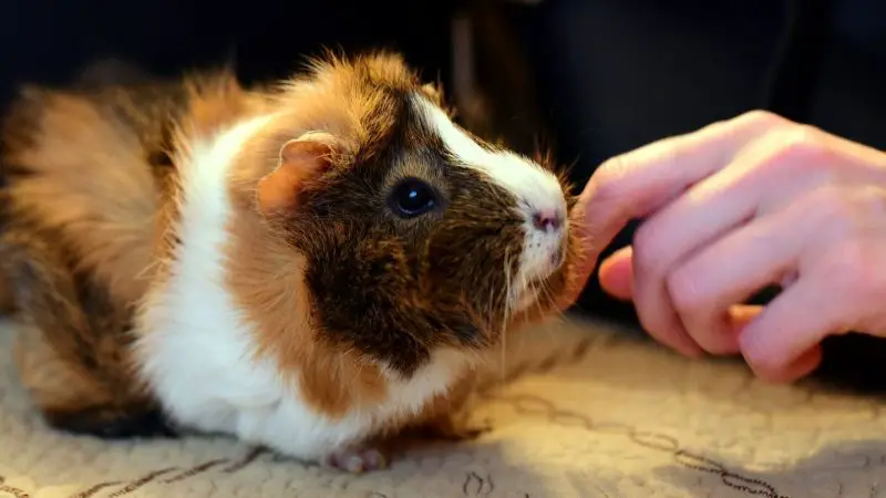 Can Guinea Pigs Recognize Humans as Individuals