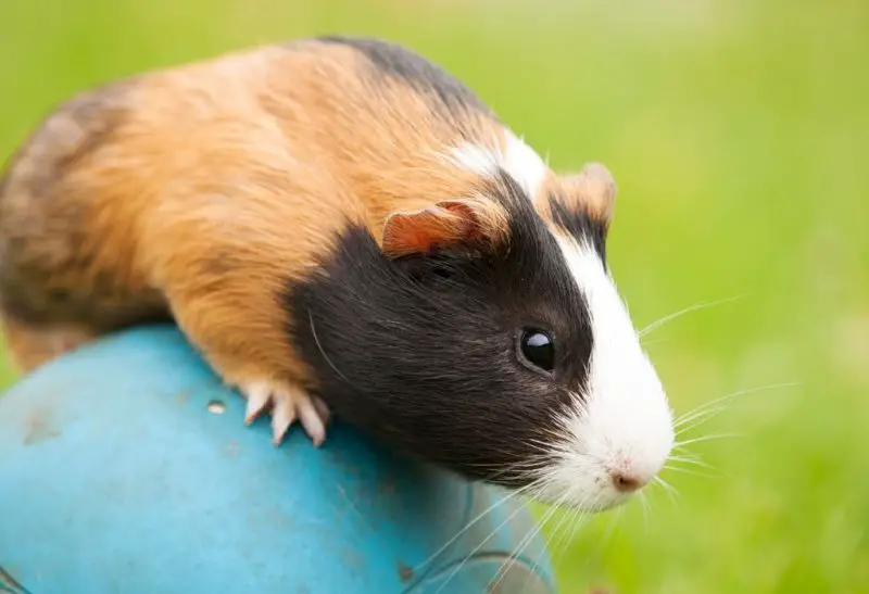 Can Guinea Pigs Run In a Ball Are They Dangerous