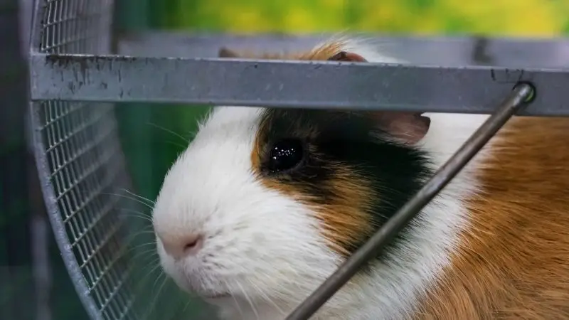 Can Guinea Pigs Use Wheels and Exercise Balls