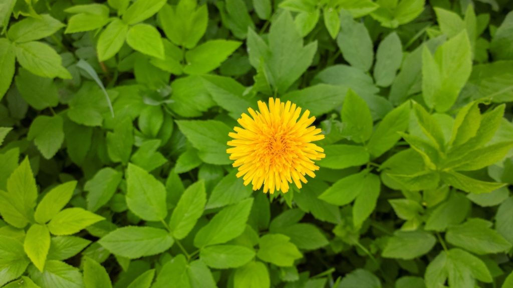 Dandelion Weeds