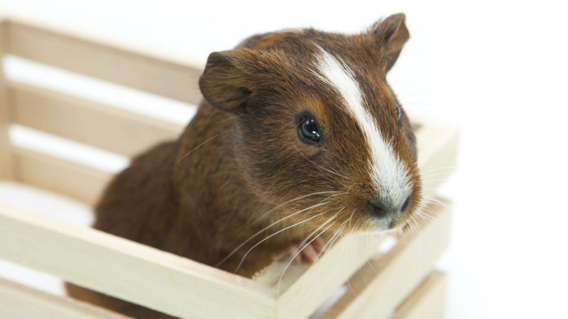 Do Guinea Pigs Climb