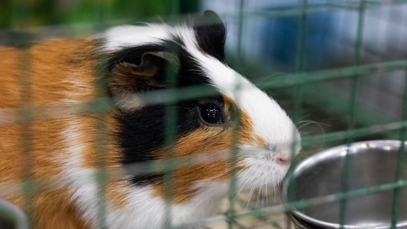 Do Guinea Pigs Feel Safe on a Cage