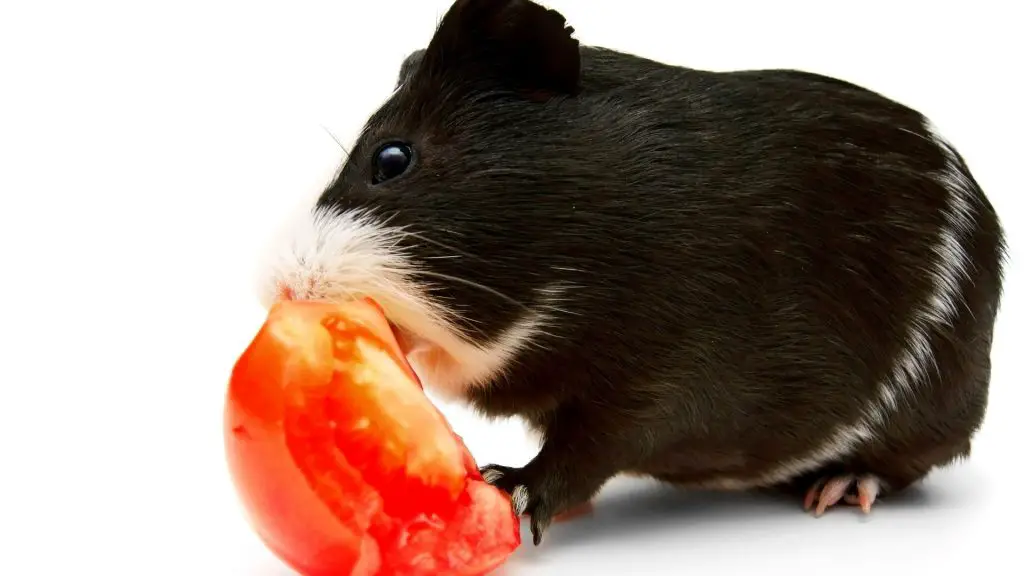 Do Guinea Pigs Like Grape Tomatoes