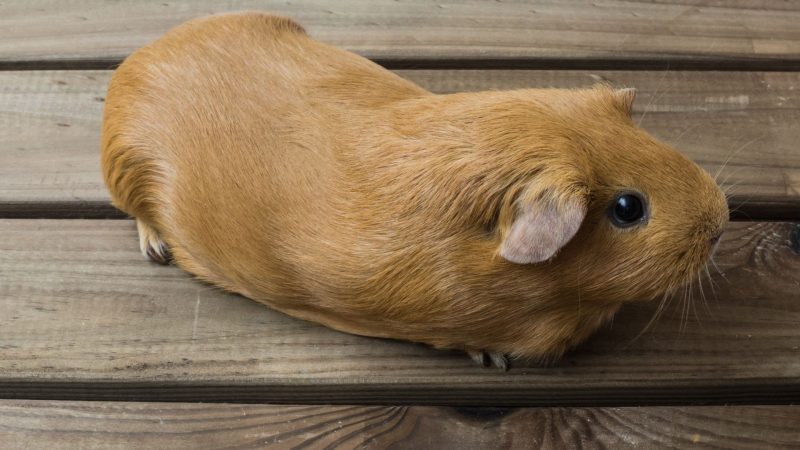 Do Guinea Pigs Need Exercise During Winter