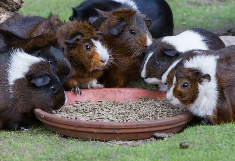 Do Guinea Pigs Need Pellets All You Need to Know