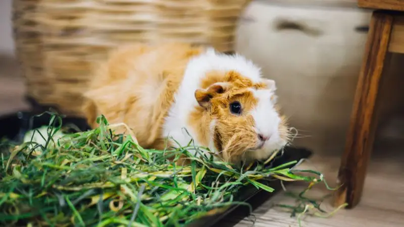 Feeding Green Onions to Guinea Pigs Possible Risks