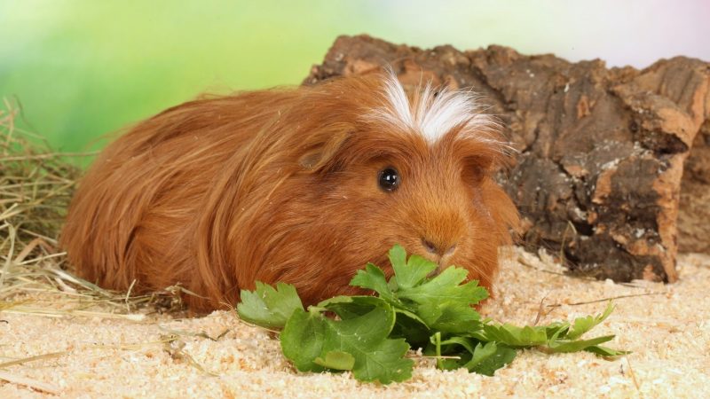 Healthy Guinea Pig Diet Facts and Tips