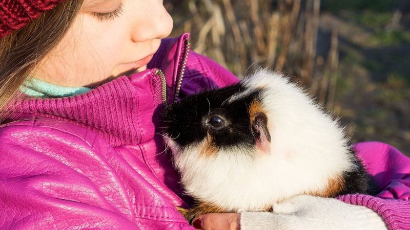 How Do I Know if My Guinea Pig Is Cold