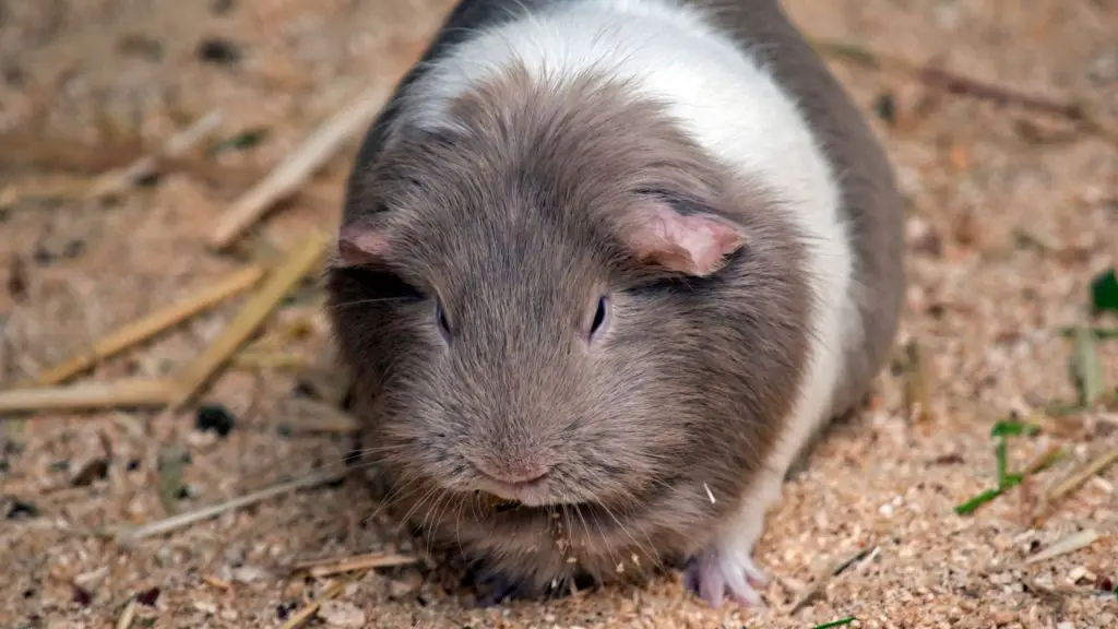 How Long Do Guinea Pigs Sleep