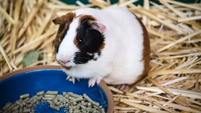 How Much to Feed Guinea Pig With Pellets