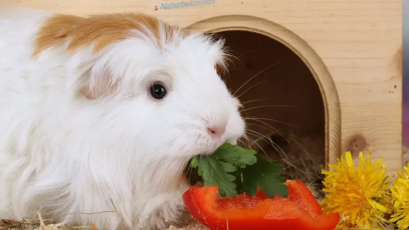 How Often Can Guinea Pigs Eat Carrot Tops
