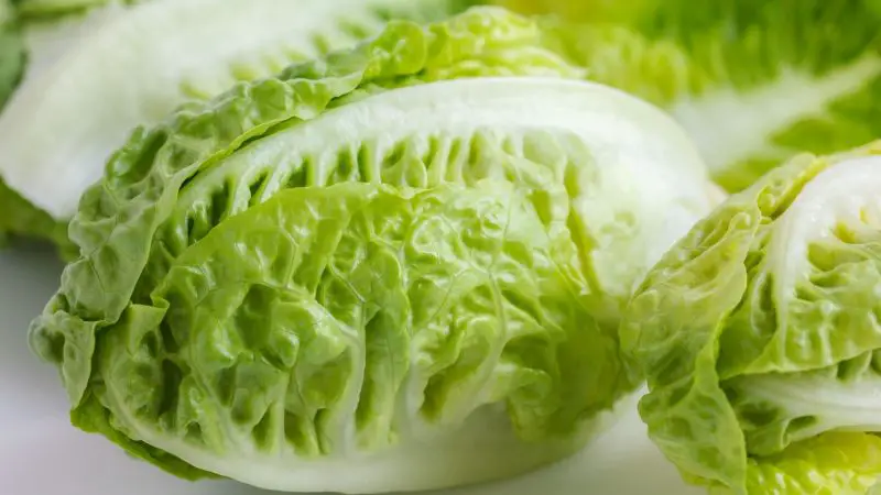 Is Little Gem Lettuce Good for Guinea Pigs Health Benefits