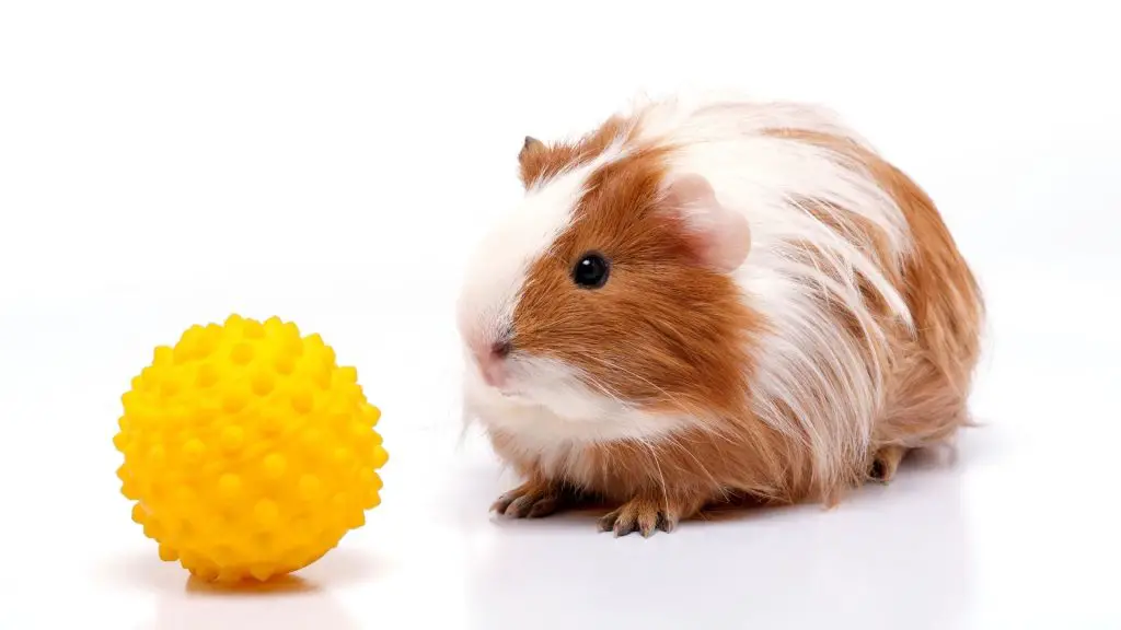 Is Play Ball Safe for Guinea Pigs