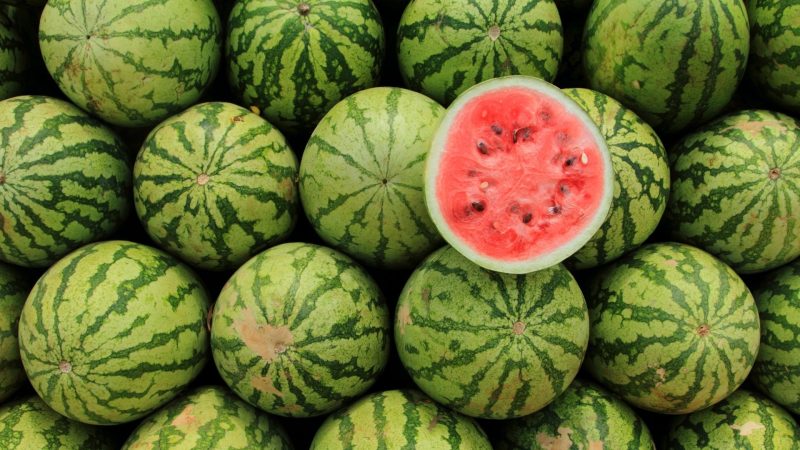 Is Watermelon Good for Guinea Pigs Health Benefits