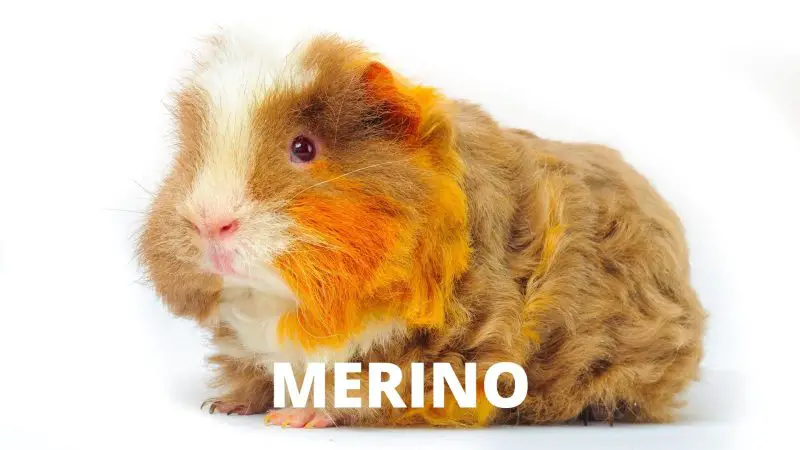 Merino Guinea Pig English Merino