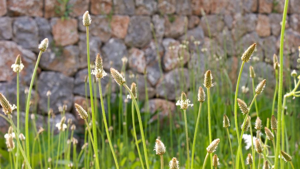 Plantain Weeds