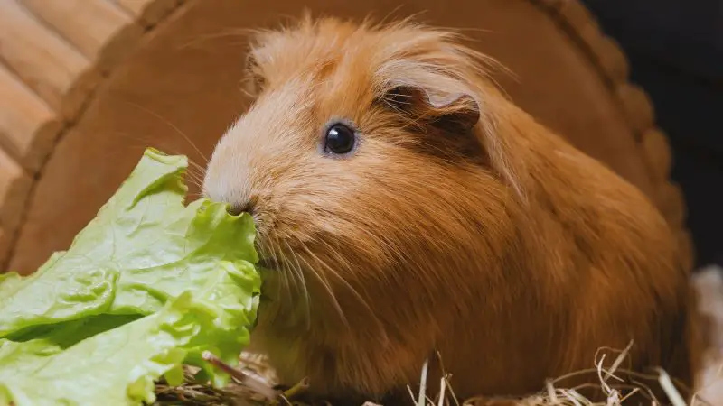 Risks to Consider When Feeding Little Gem Lettuce to Guinea Pigs