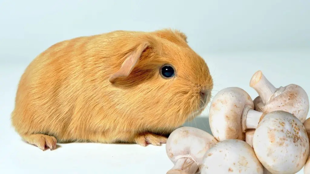Risks to Consider When Feeding Mushrooms to Guinea Pigs