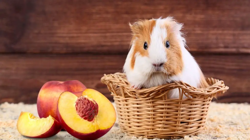 Risks to Consider When Feeding Peaches to Guinea Pigs