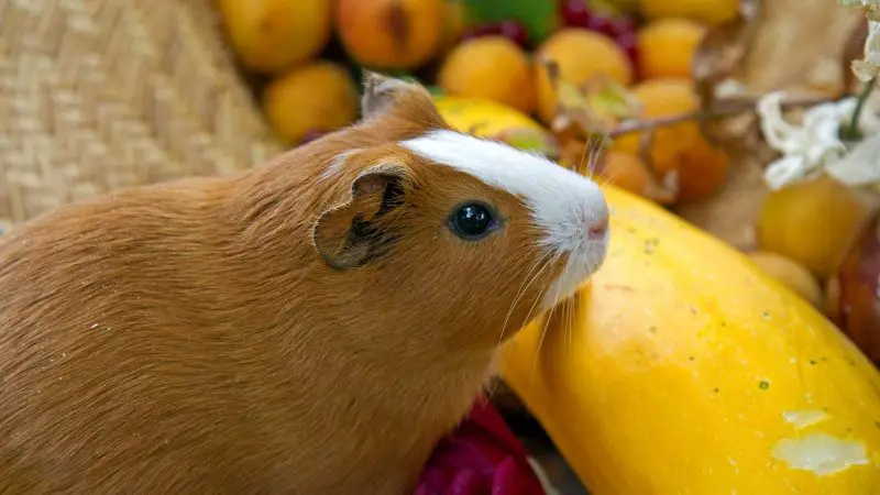 Risks to Consider When Feeding Squash to Guinea Pigs