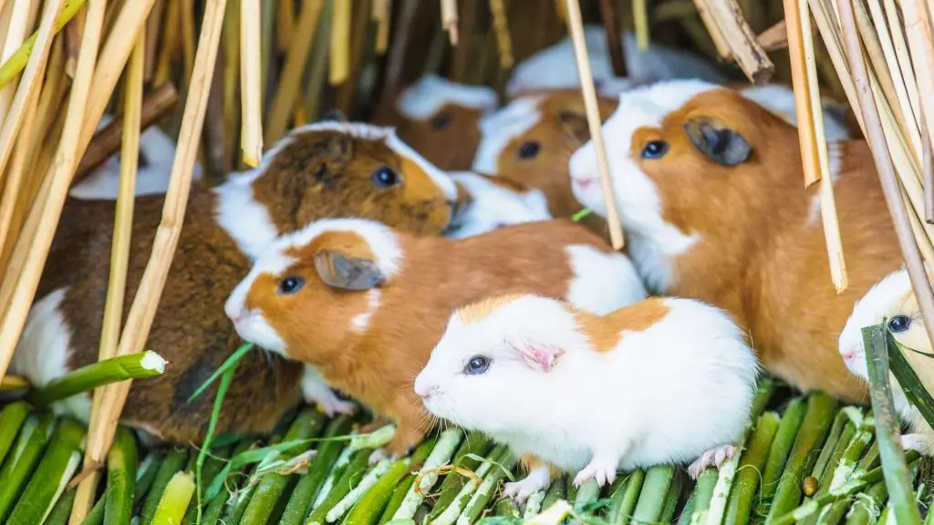 Role of Guinea Pigs Through History