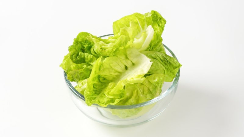 Serving Size, and Frequency of Little Gem Lettuce for Guinea Pigs